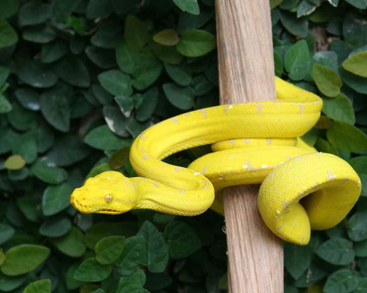 Captivating Yellow Snake Wallpaper