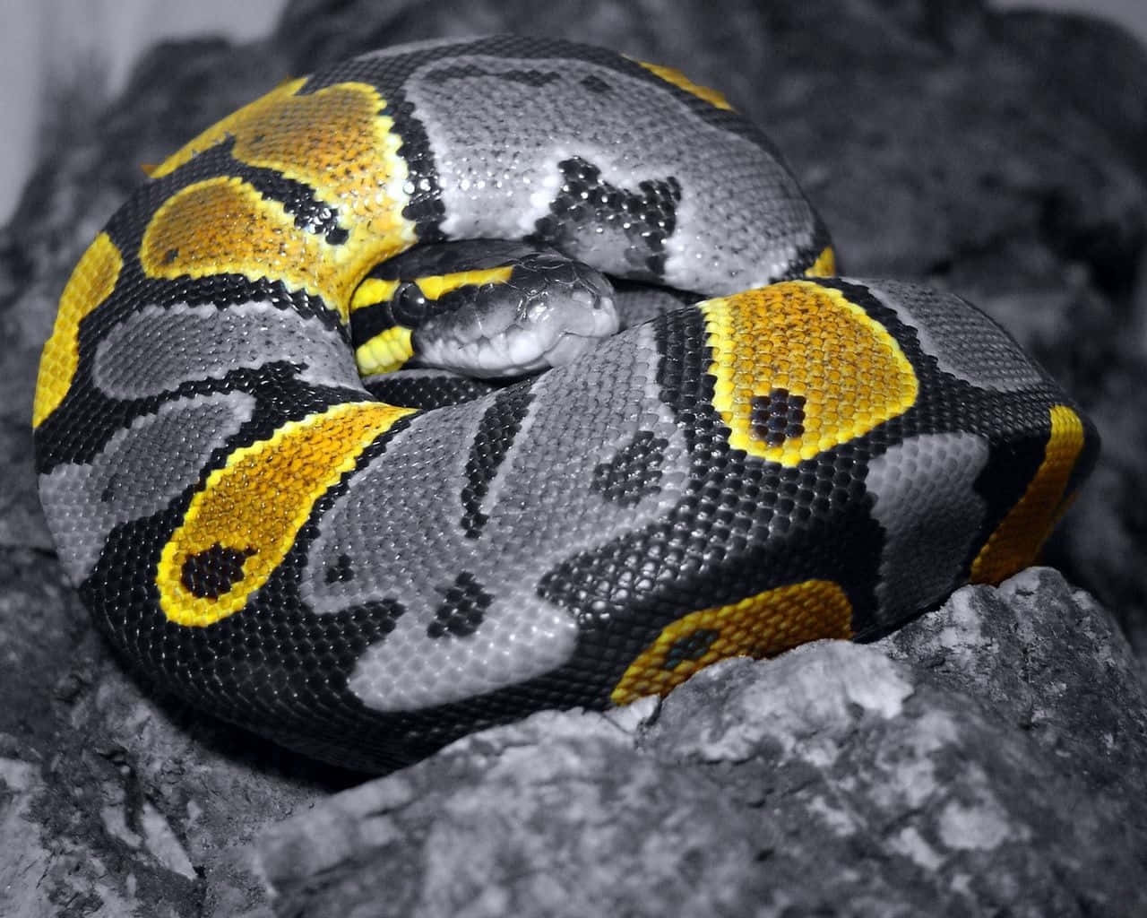 A vibrant yellow snake slithering through its natural habitat Wallpaper