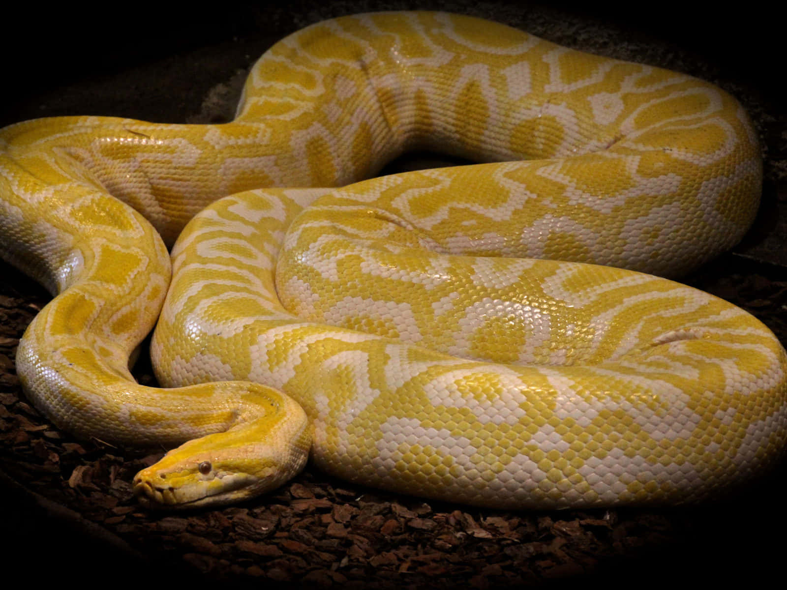 Vibrant Yellow Snake Curled on a Branch Wallpaper