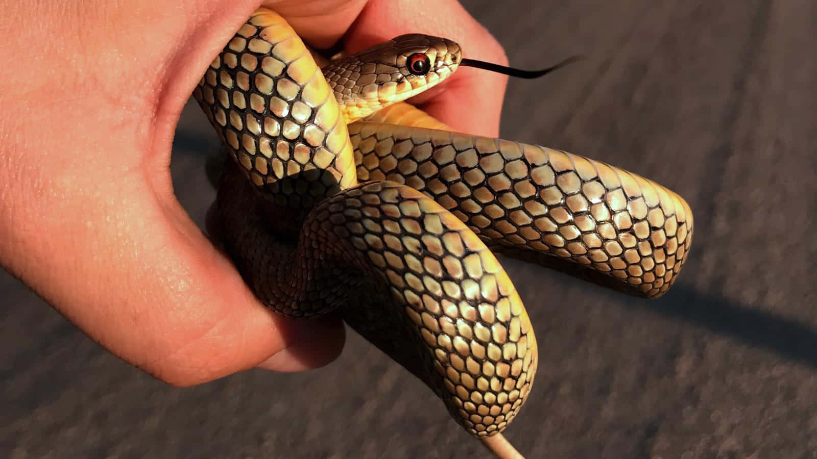 A vibrant yellow snake in its natural habitat Wallpaper