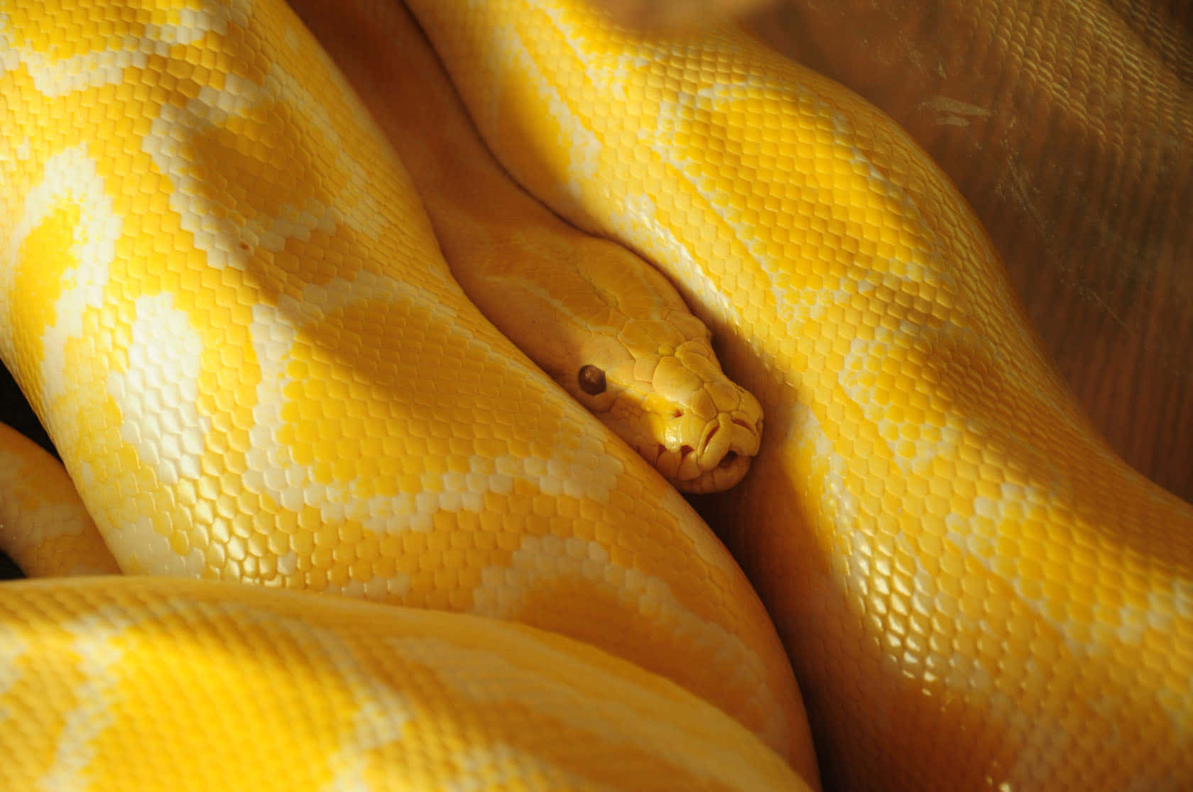 Vibrant tropical yellow snake gracefully resting on a branch Wallpaper
