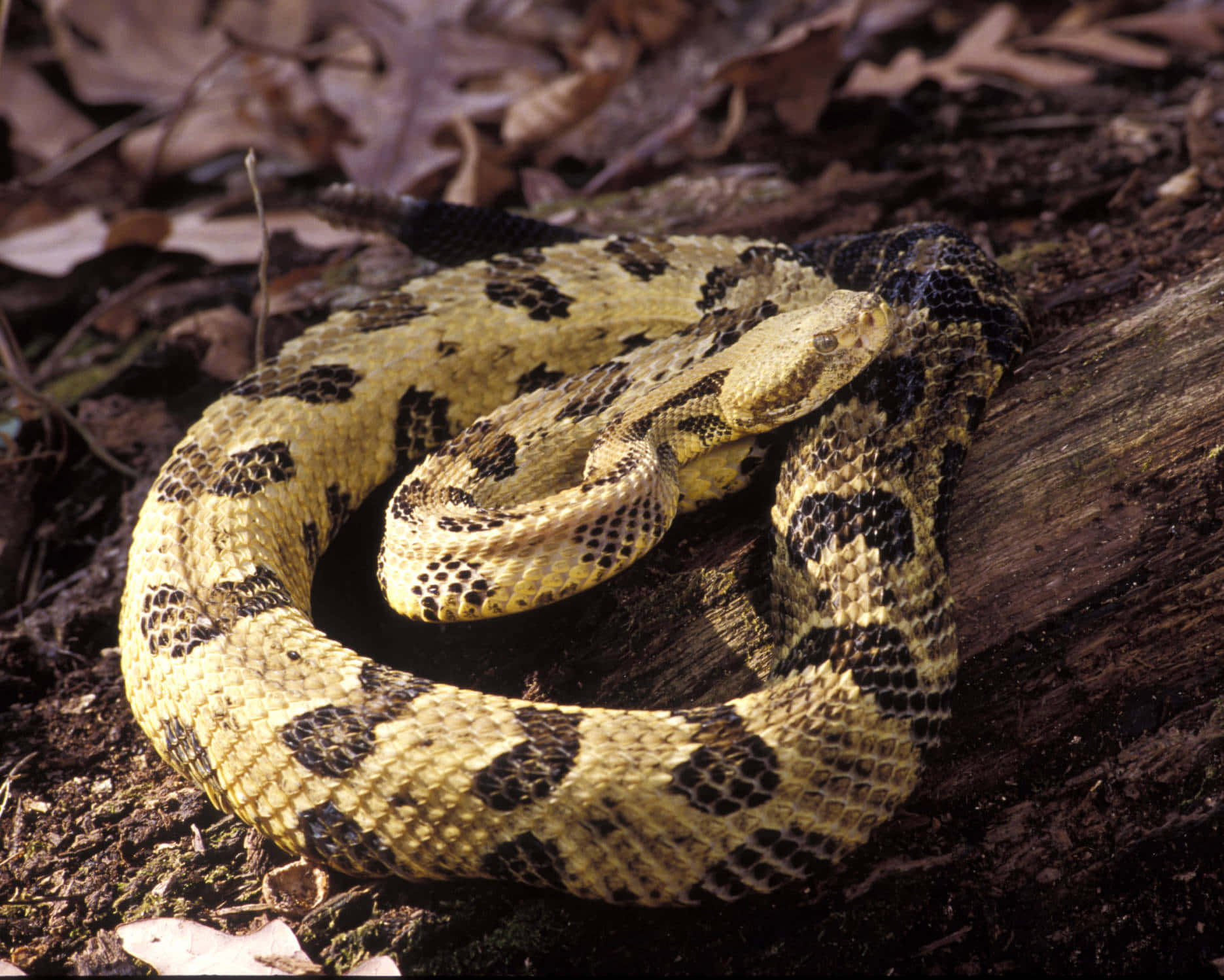 Captivating Yellow Snake in High Resolution Wallpaper