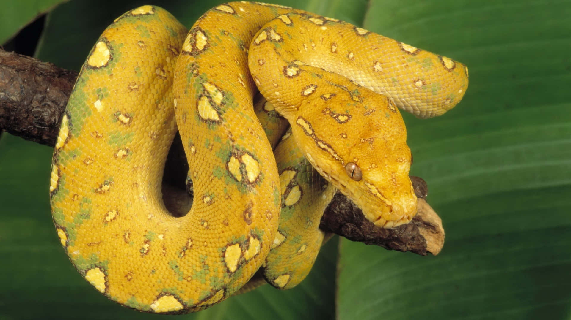 Stunning Yellow Snake Close-Up Wallpaper