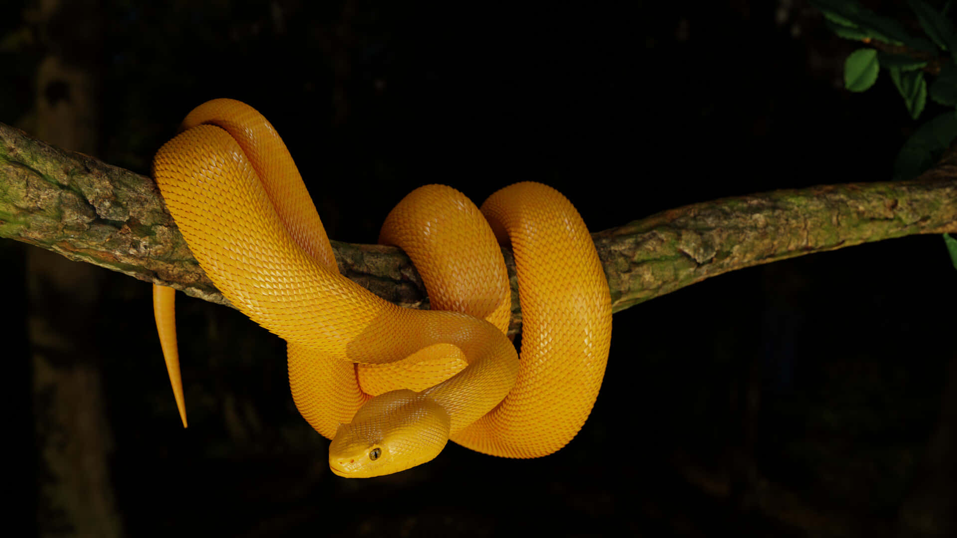 Curious Yellow Snake on a Branch Wallpaper
