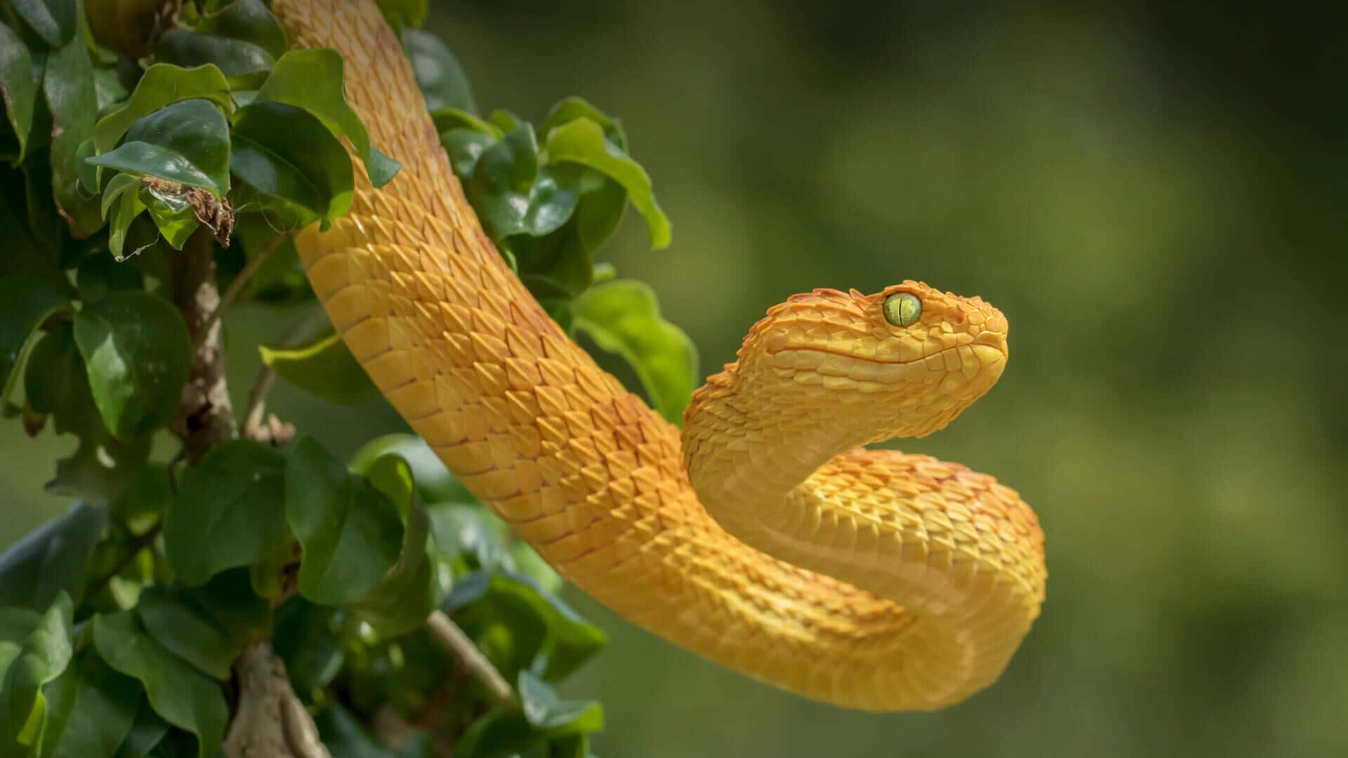 Vibrant Yellow Snake Curled on a Branch Wallpaper