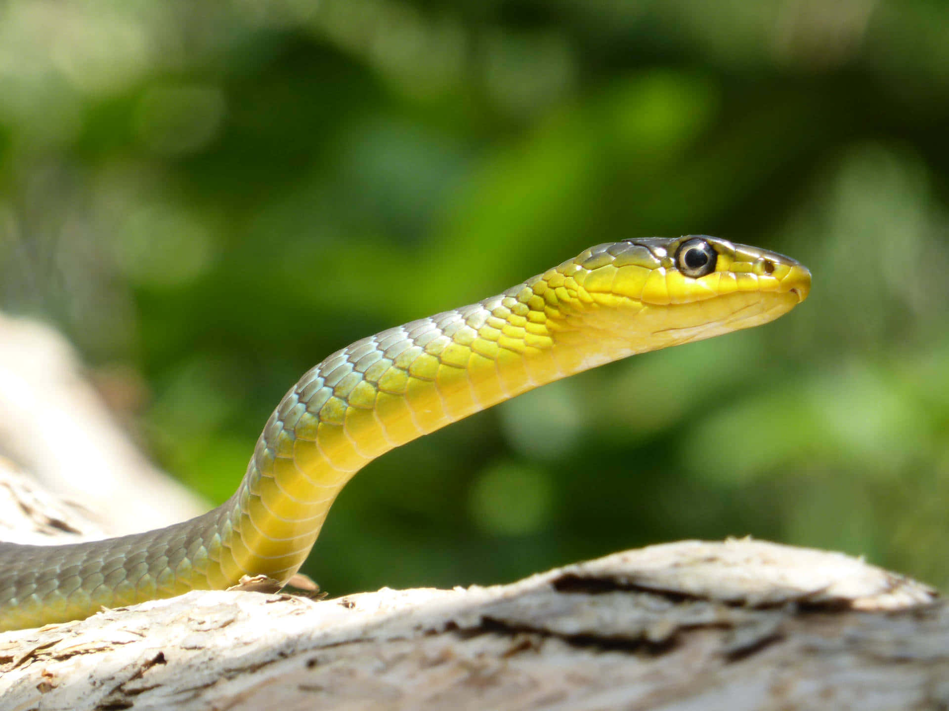 Stunning Yellow Snake Slithering Through Branches Wallpaper