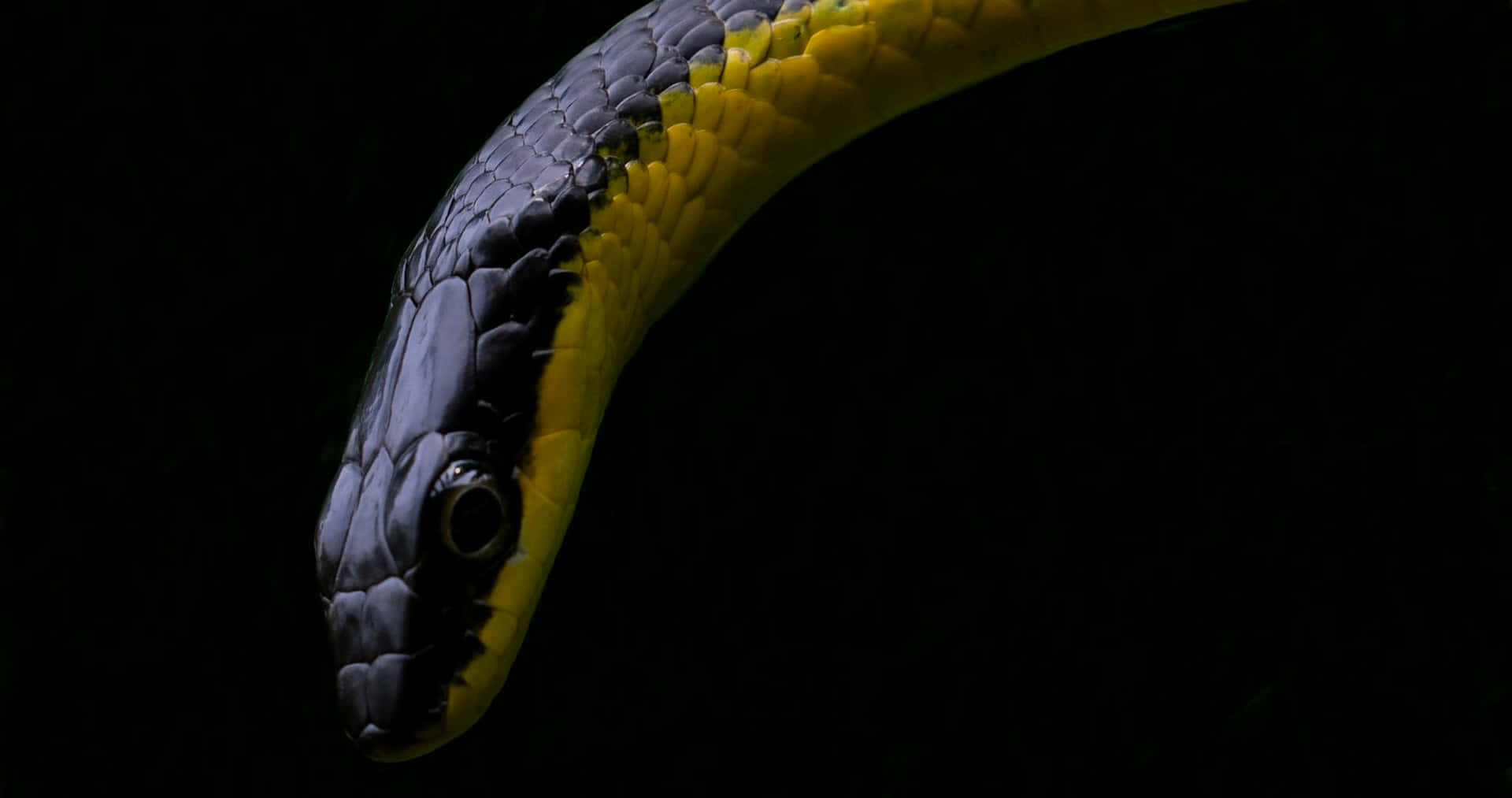 A vibrant Yellow Snake gracefully coils Wallpaper