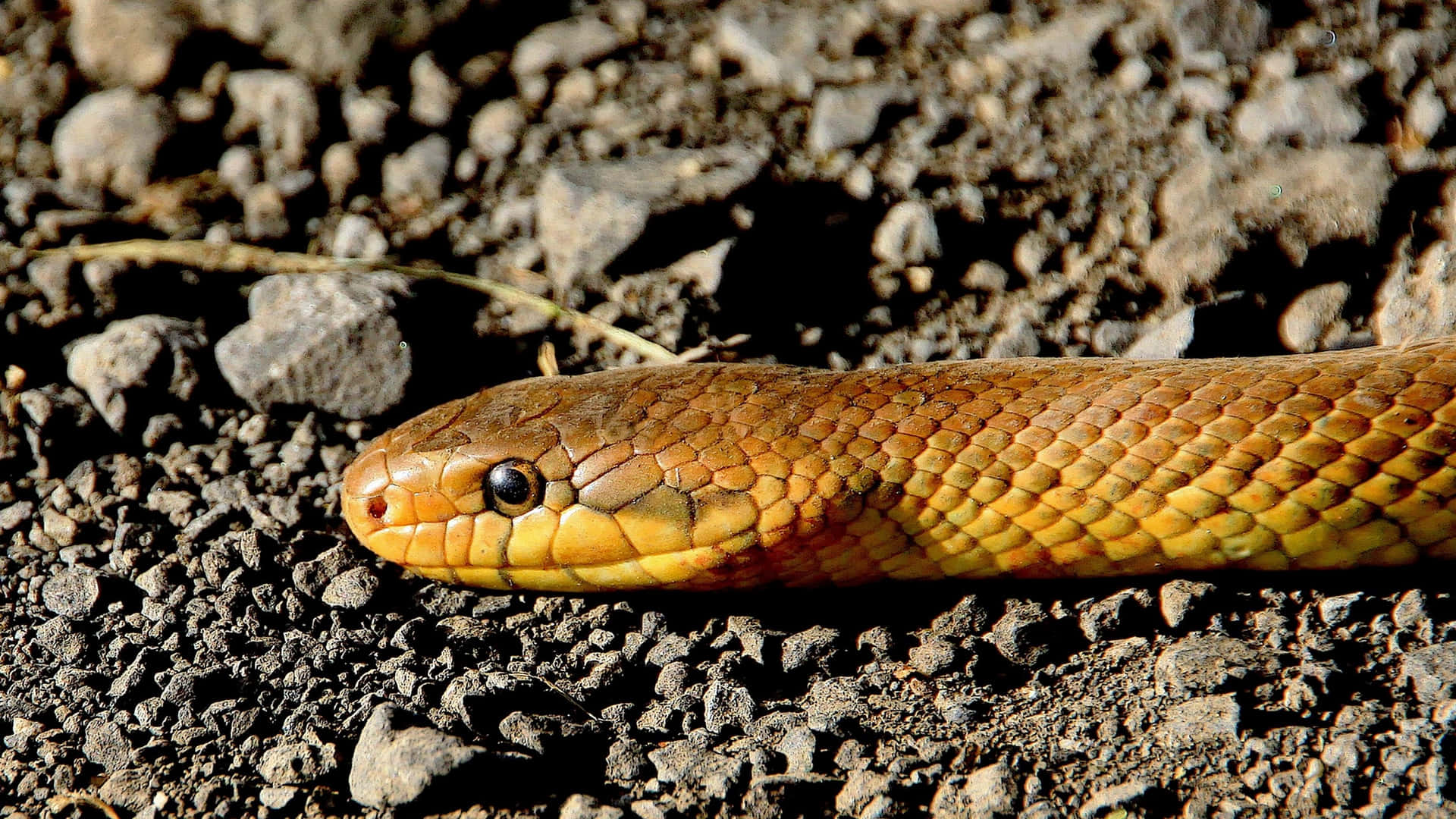 Vibrant Yellow Snake Coiling Around Wallpaper