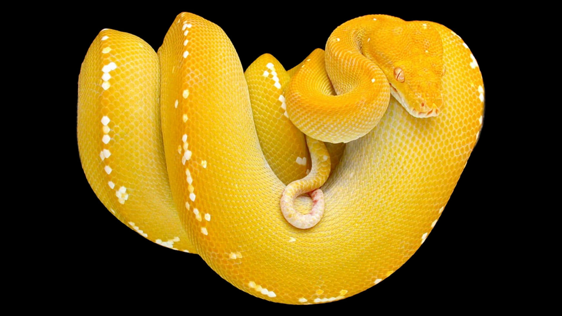Vibrant Yellow Snake on a Dark Background Wallpaper