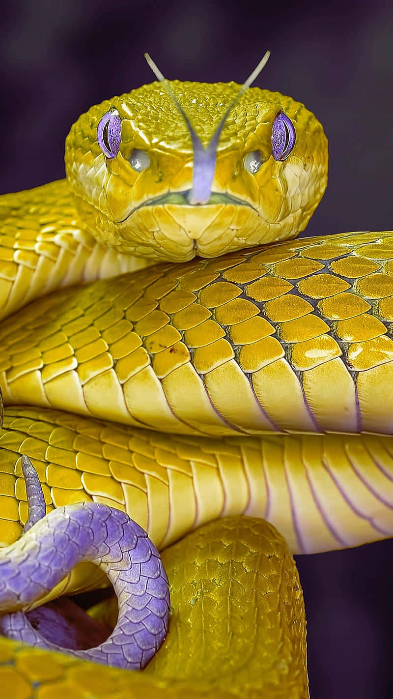 Striking Yellow Snake Wallpaper
