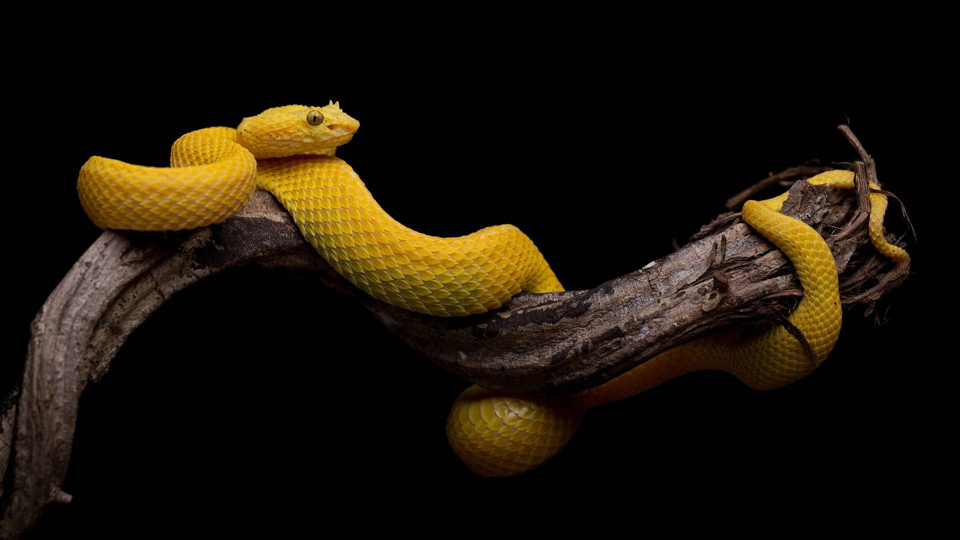 Yellow snake animal wallpaper