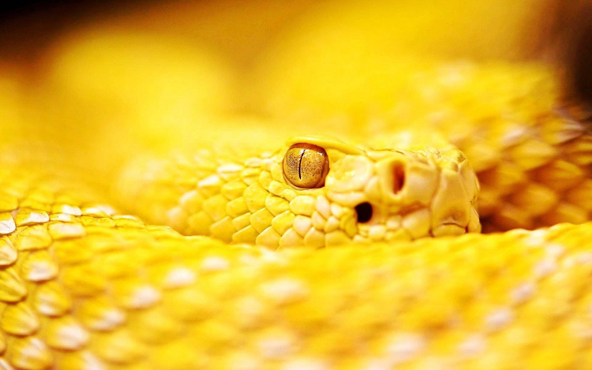 Serpientecoral Del Sur De América Amarilla. Fondo de pantalla
