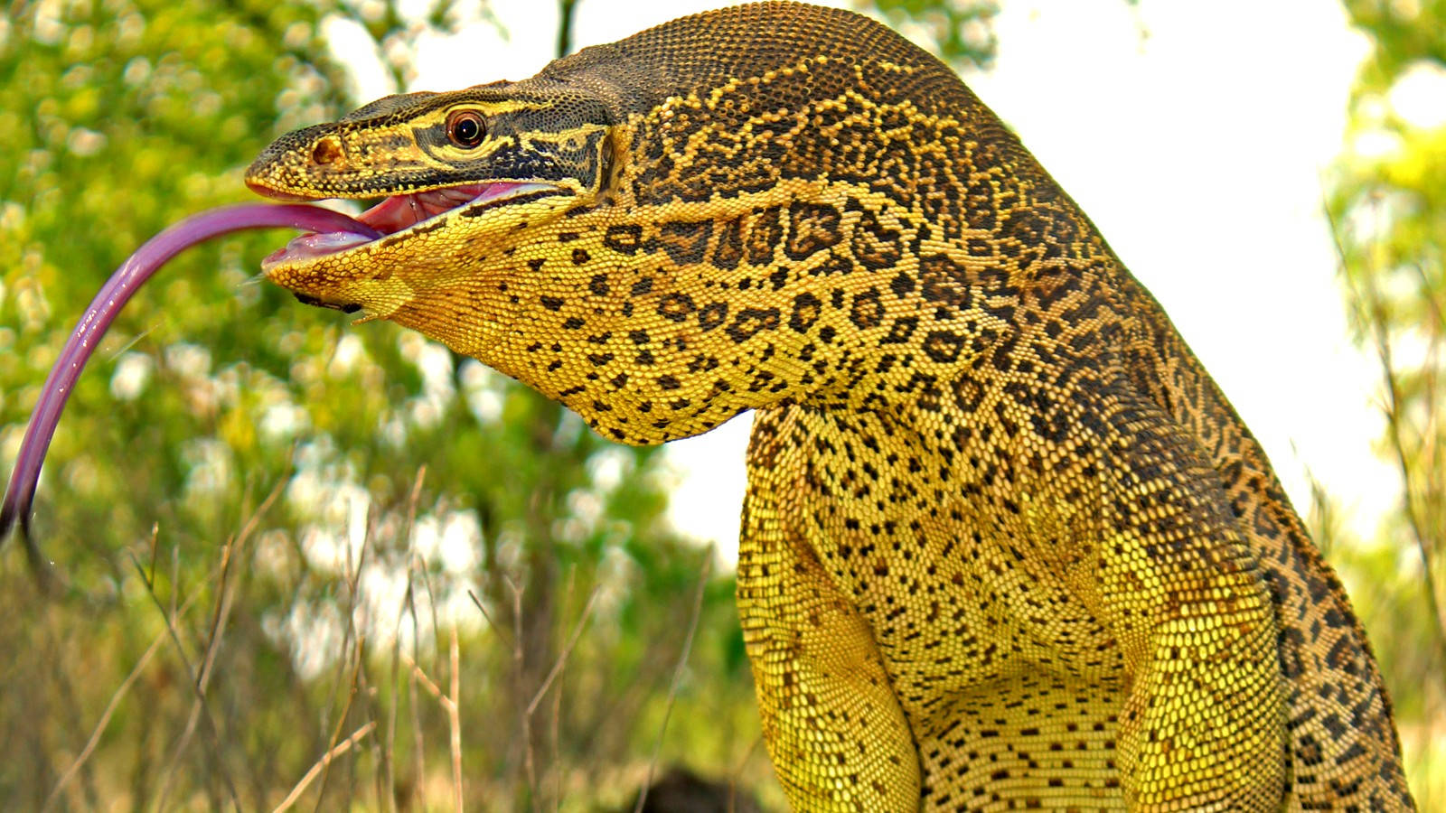 Yellow Spotted Argus Monitor Lizard Wallpaper