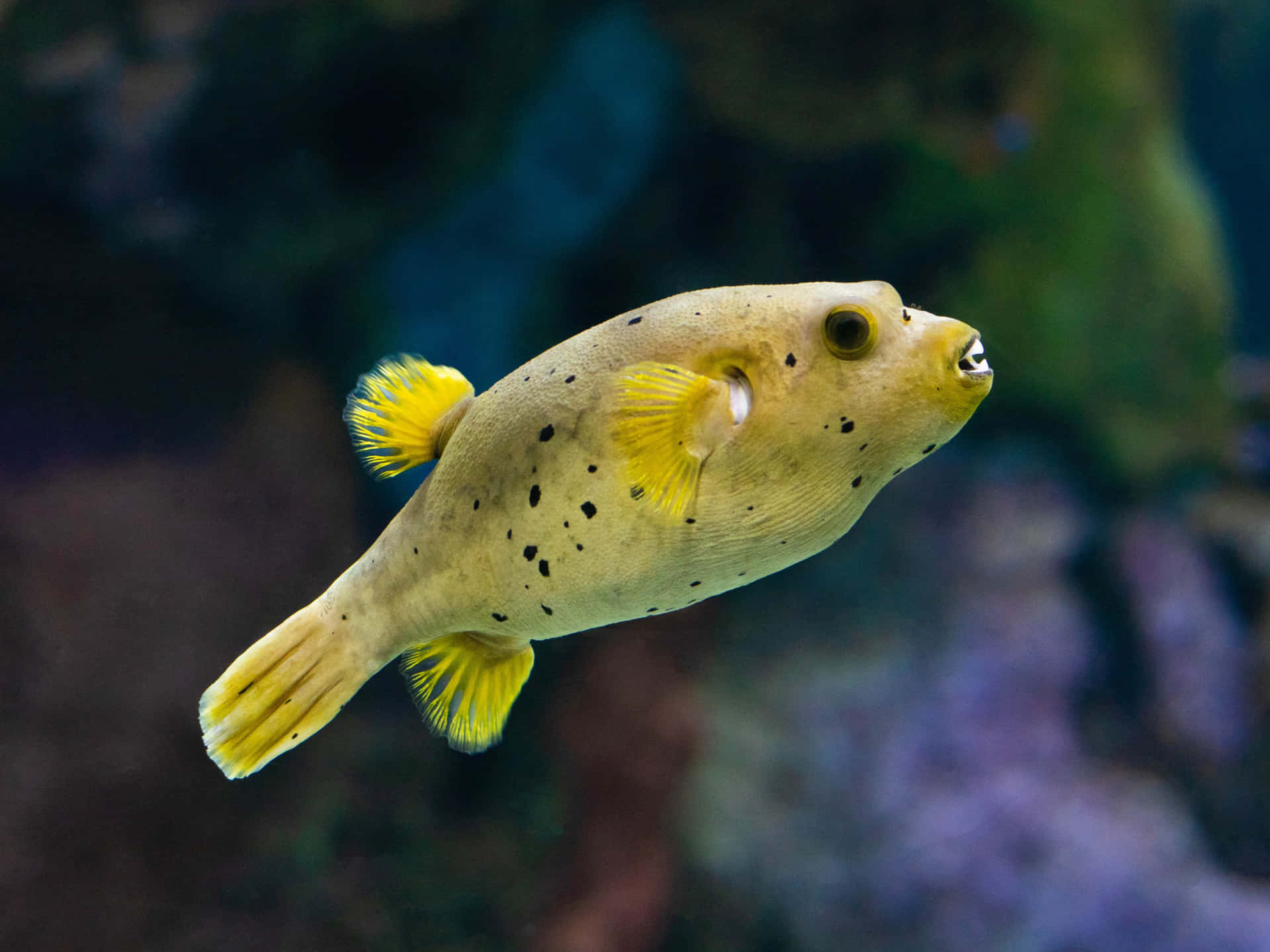 Yellow Spotted Boxfish Aquarium Swim Wallpaper