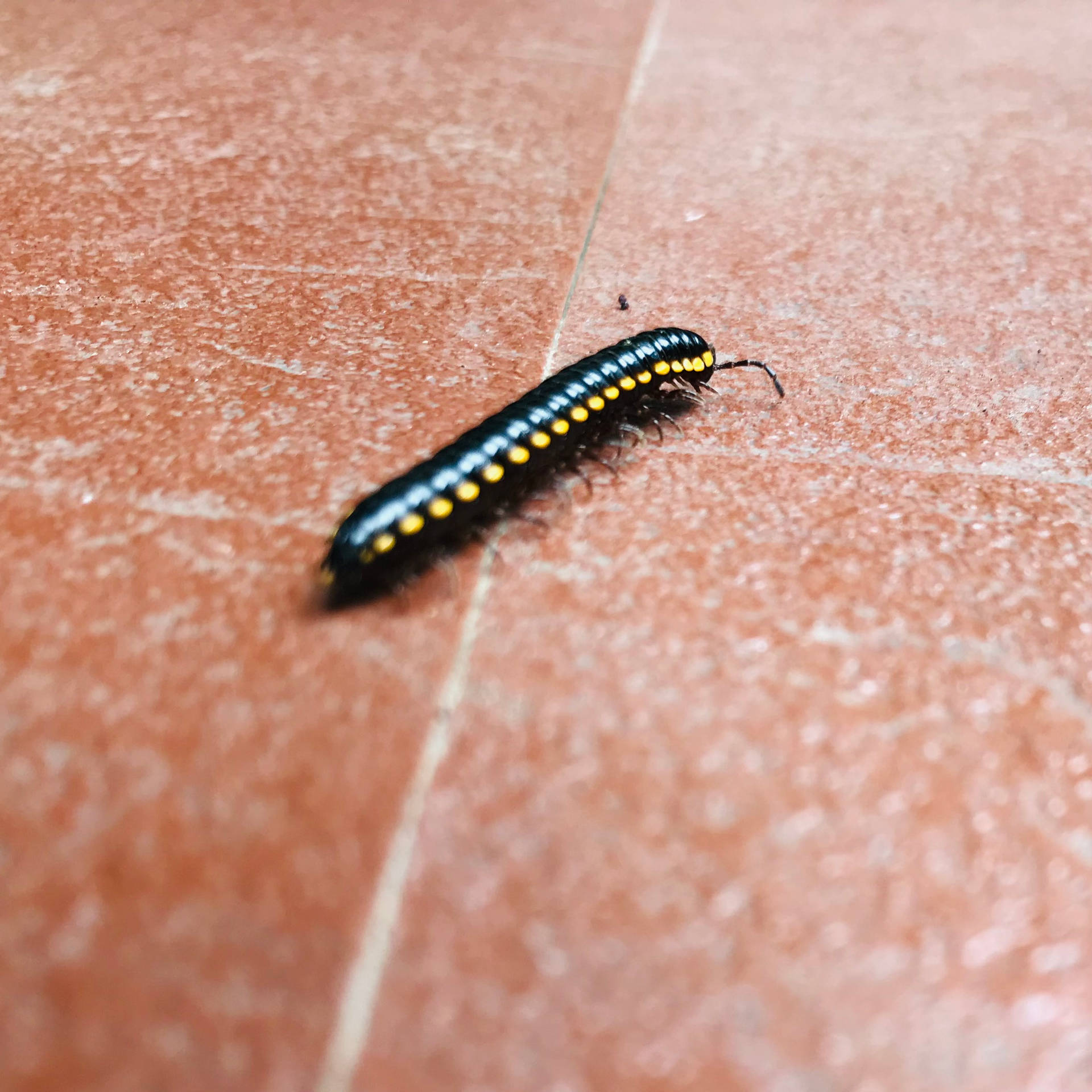 Yellow-spotted Millipede On The Floor Wallpaper