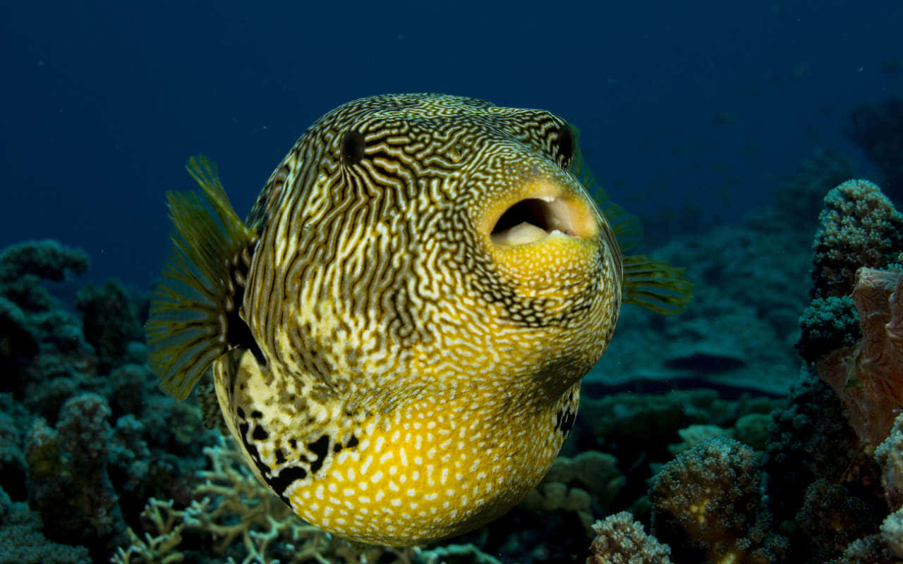 Yellow Spotted Pufferfish Underwater Wallpaper