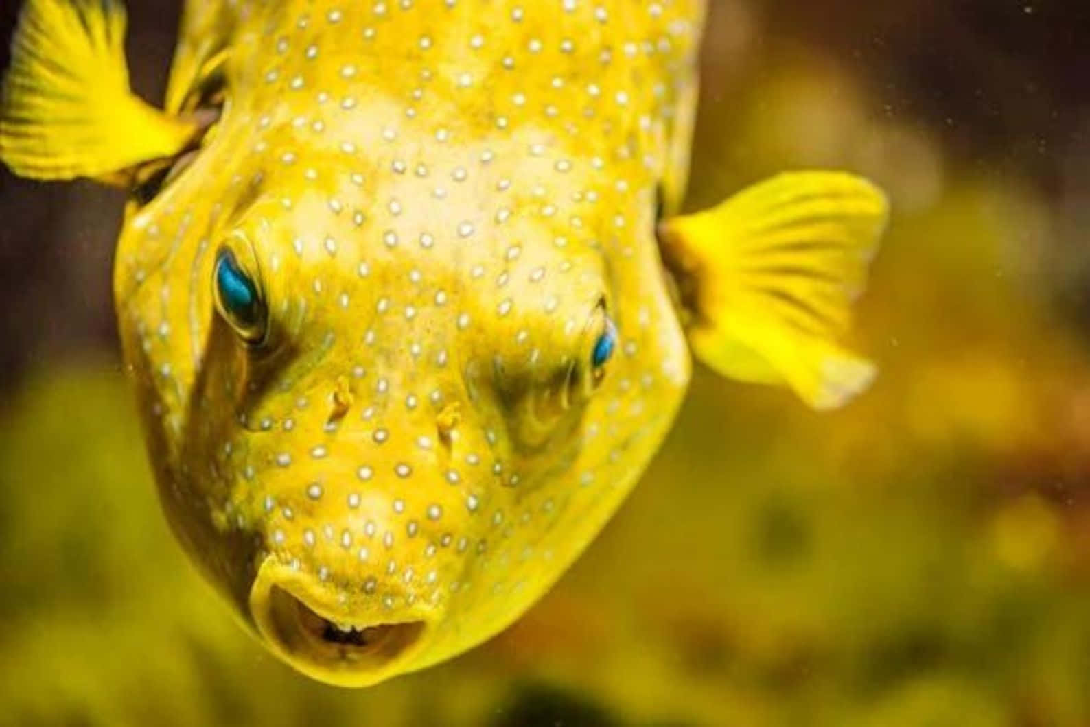 Download Yellow Spotted Rabbitfish Closeup Wallpaper | Wallpapers.com