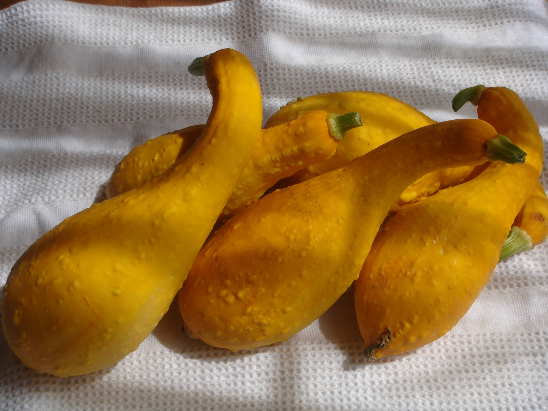 Yellow Squash Fruits With Wrinkly Skins Background