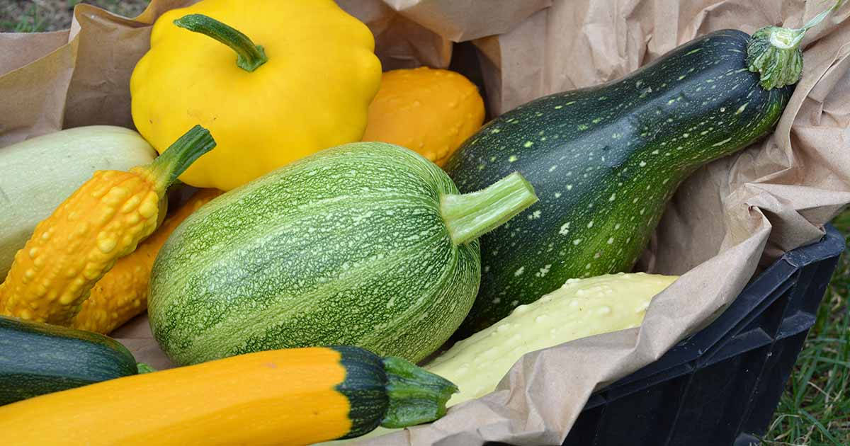 Yellow Squash With Other Kinds Wallpaper
