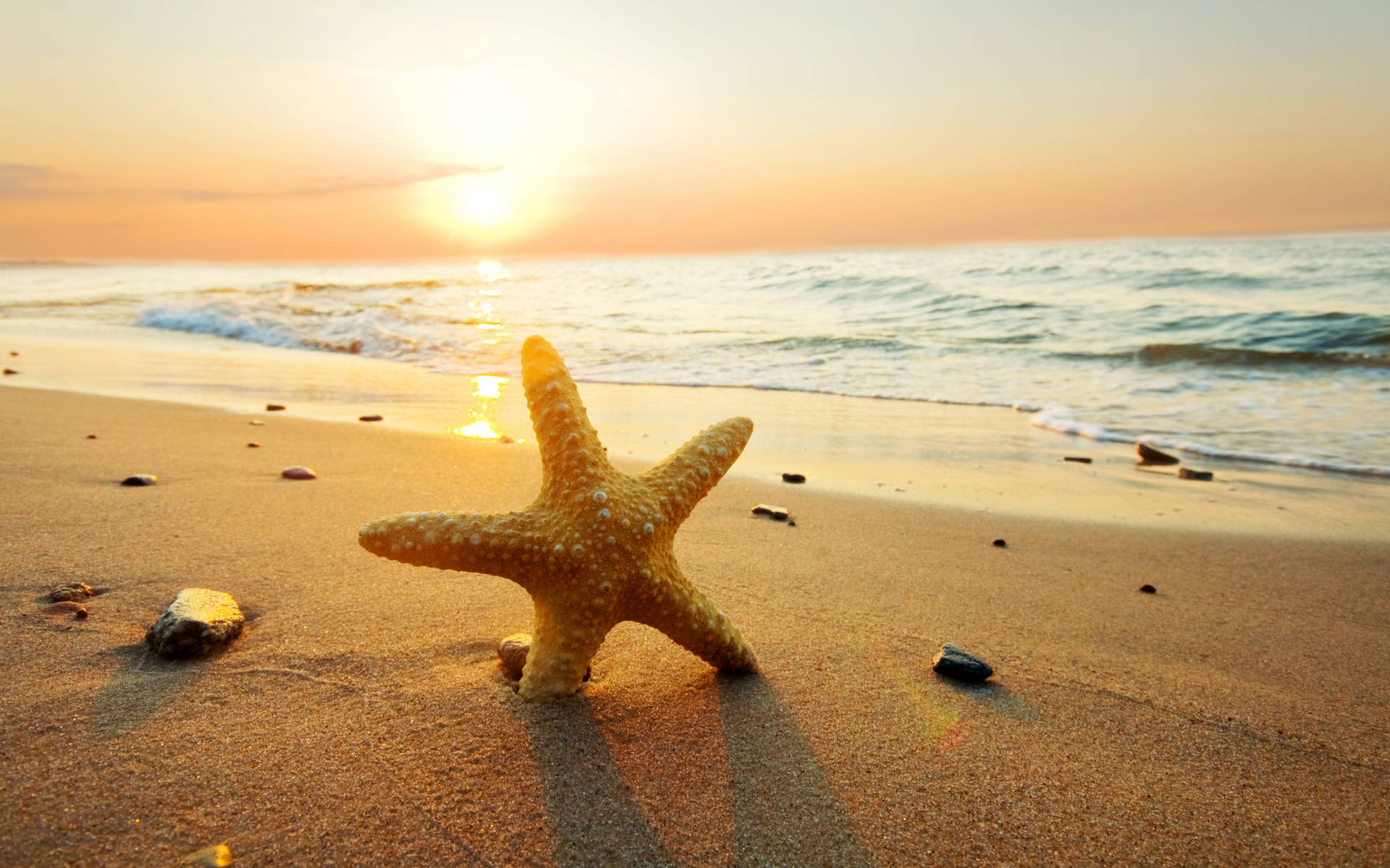 Estrellade Mar Amarilla Atardecer En La Playa Fondo de pantalla