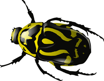 Yellow Striped Beetleon Black Background.jpg PNG