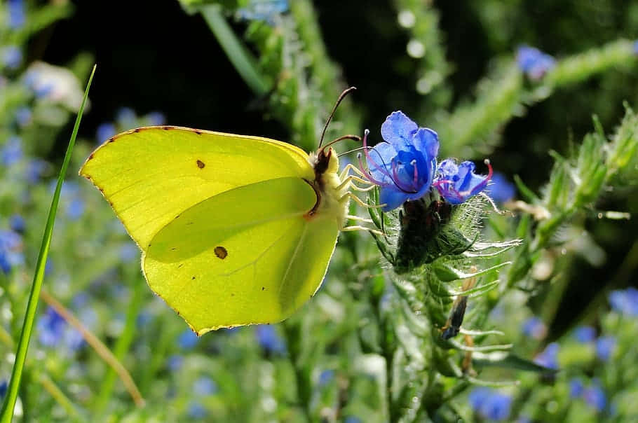 Yellow_ Sulphur_ Butterfly_ On_ Blue_ Flowers.jpg Wallpaper