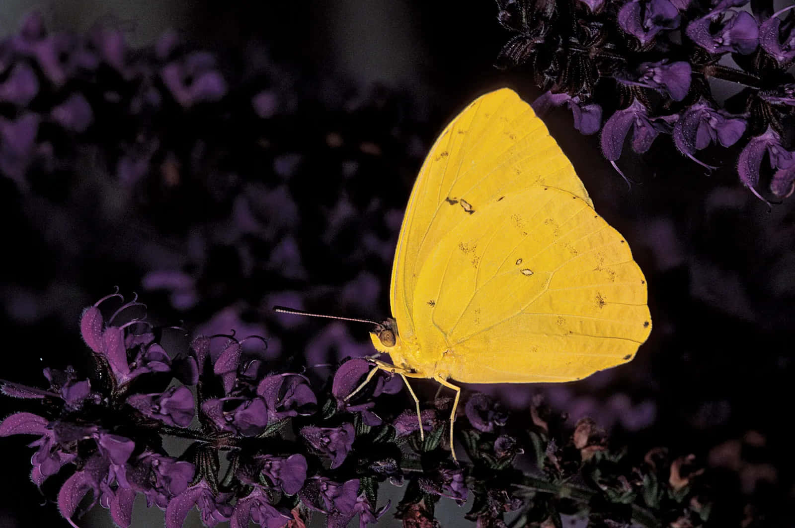 Yellow_ Sulphur_ Butterfly_on_ Purple_ Flowers.jpg Wallpaper