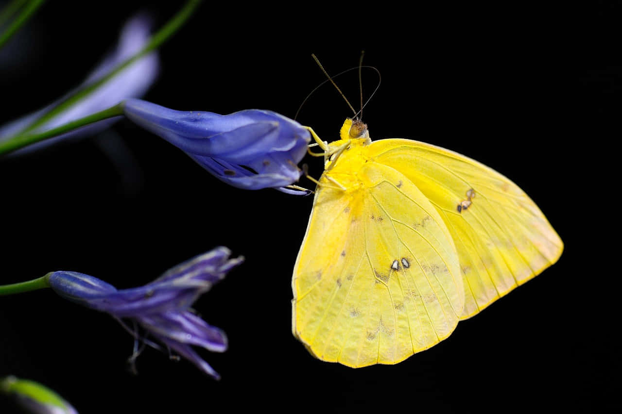 Yellow Sulphur Butterflyon Blue Flower Wallpaper