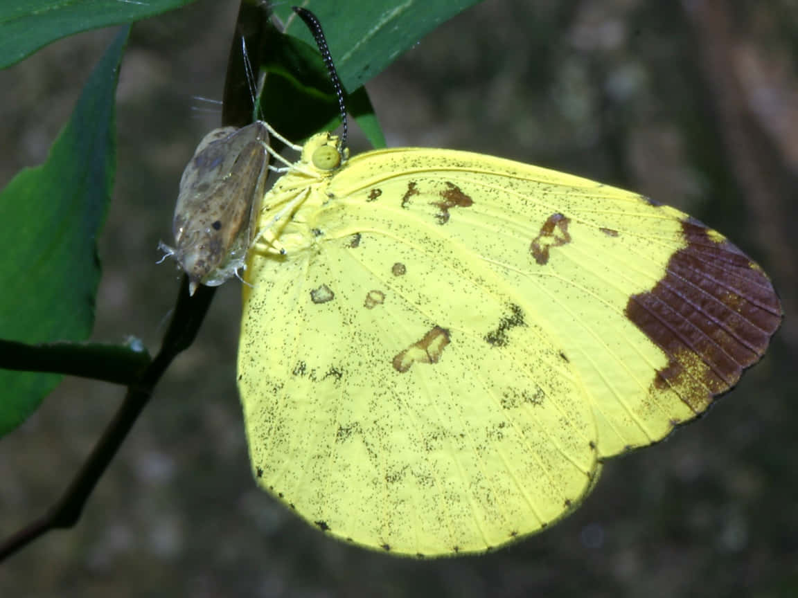 Yellow Sulphur Butterflyon Leaf Wallpaper