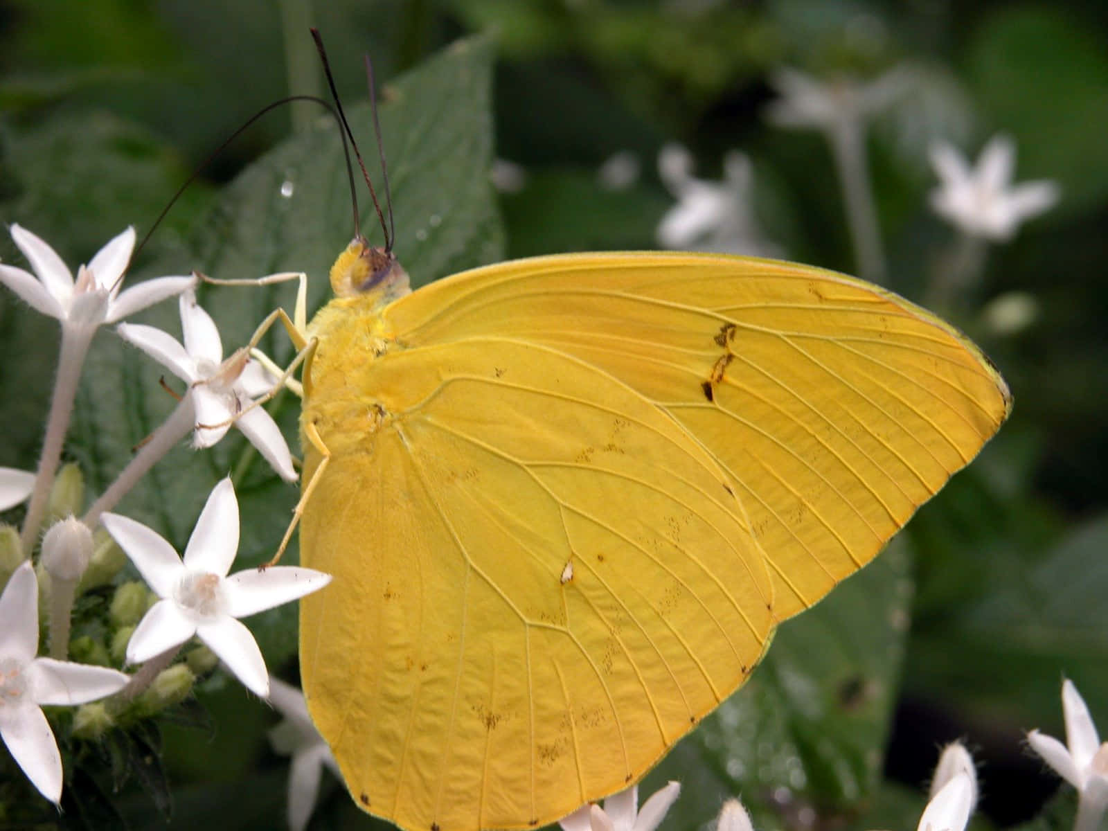 Yellow Sulphur Butterflyon White Flowers.jpg Wallpaper