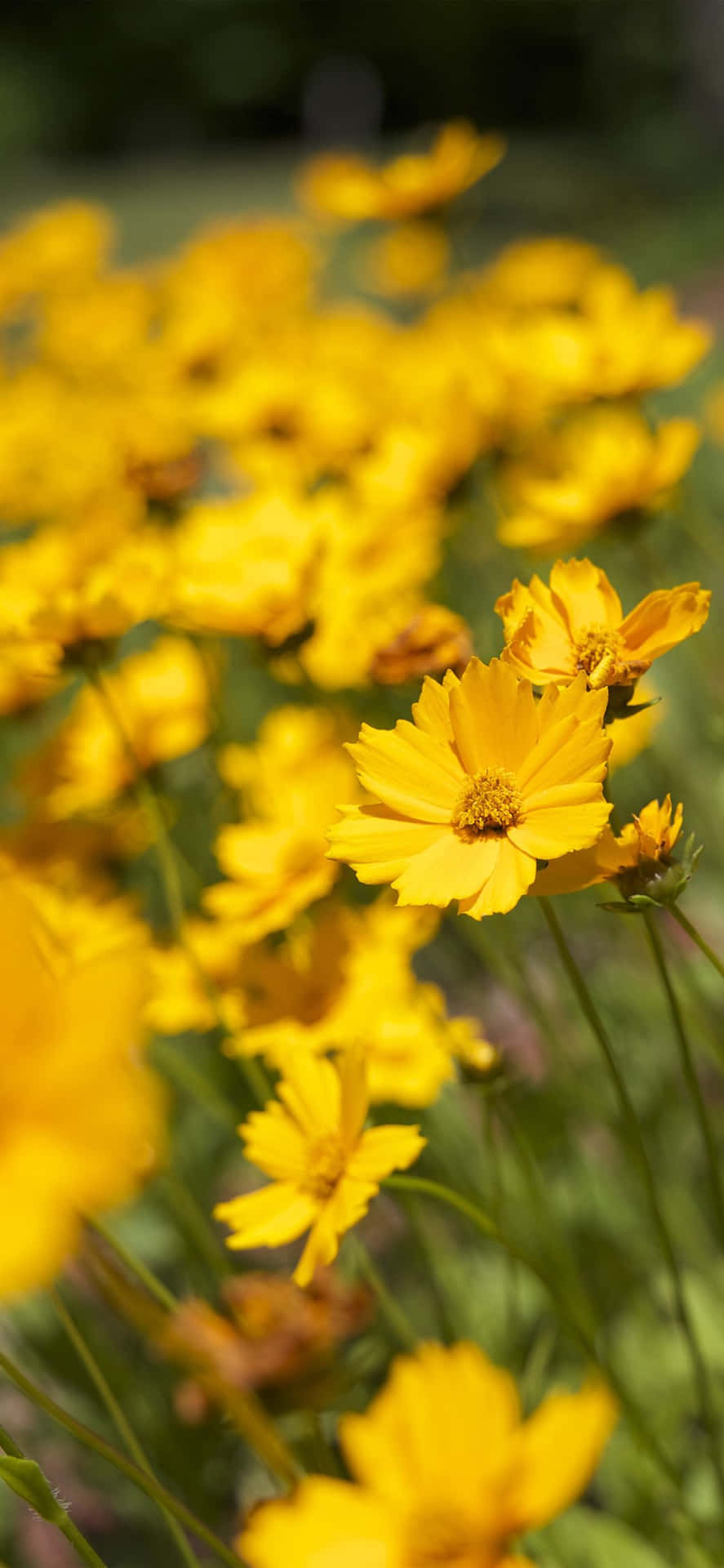 Yellow Summer Bloom Wallpaper