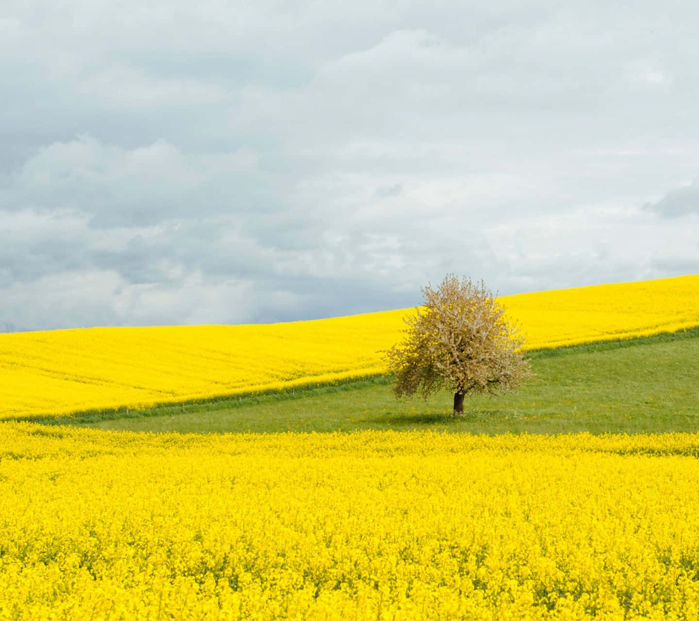Radiant Yellow Summer Landscape Wallpaper