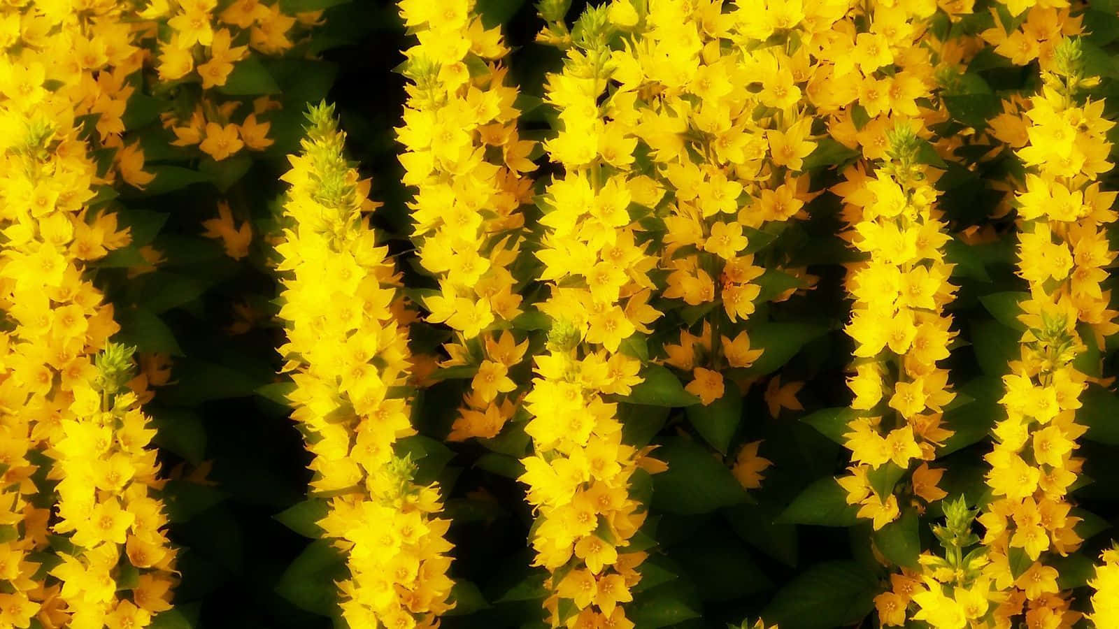 Sunny Yellow Summer Landscape Wallpaper