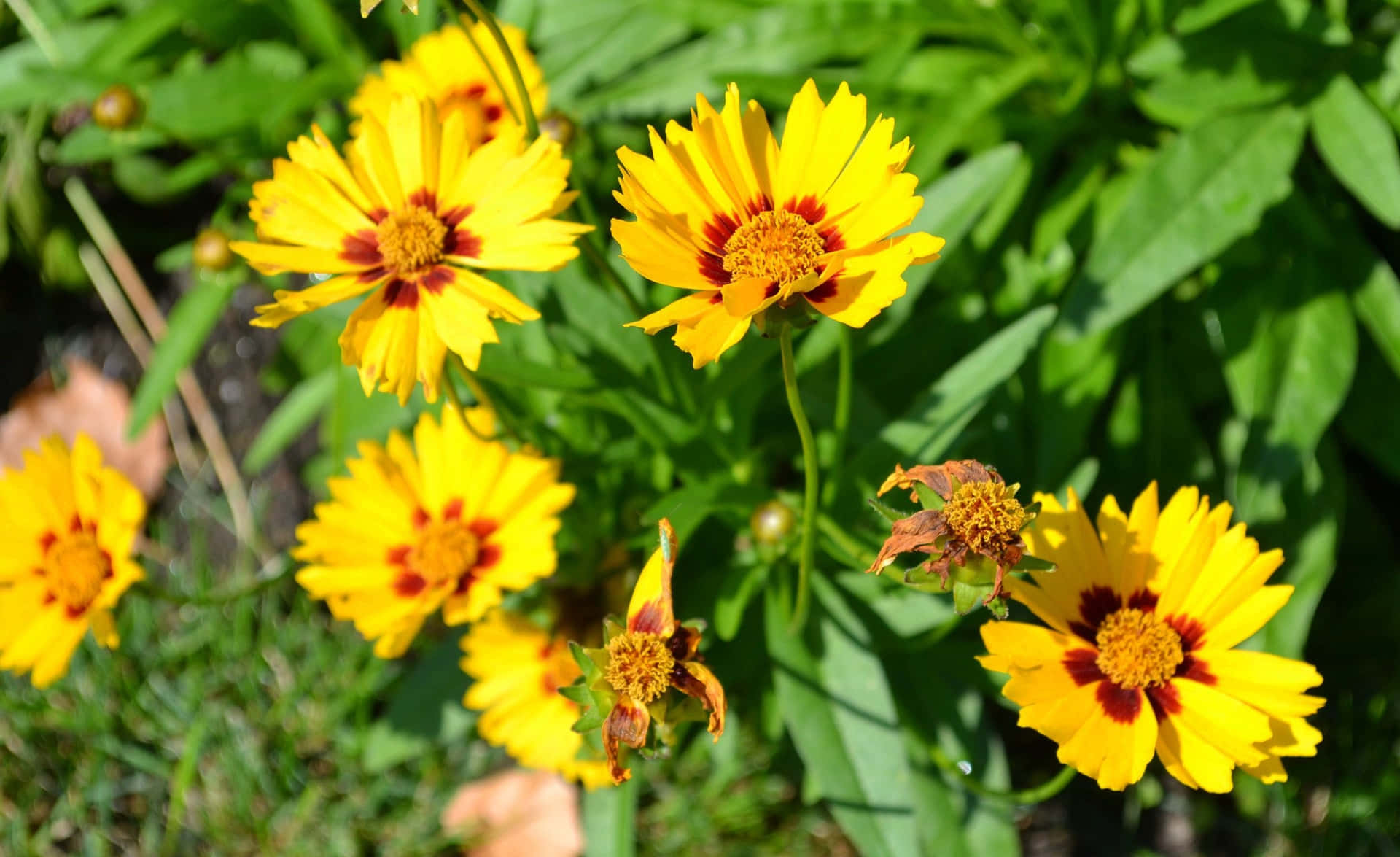 Sun-soaked Yellow Summer Field Wallpaper