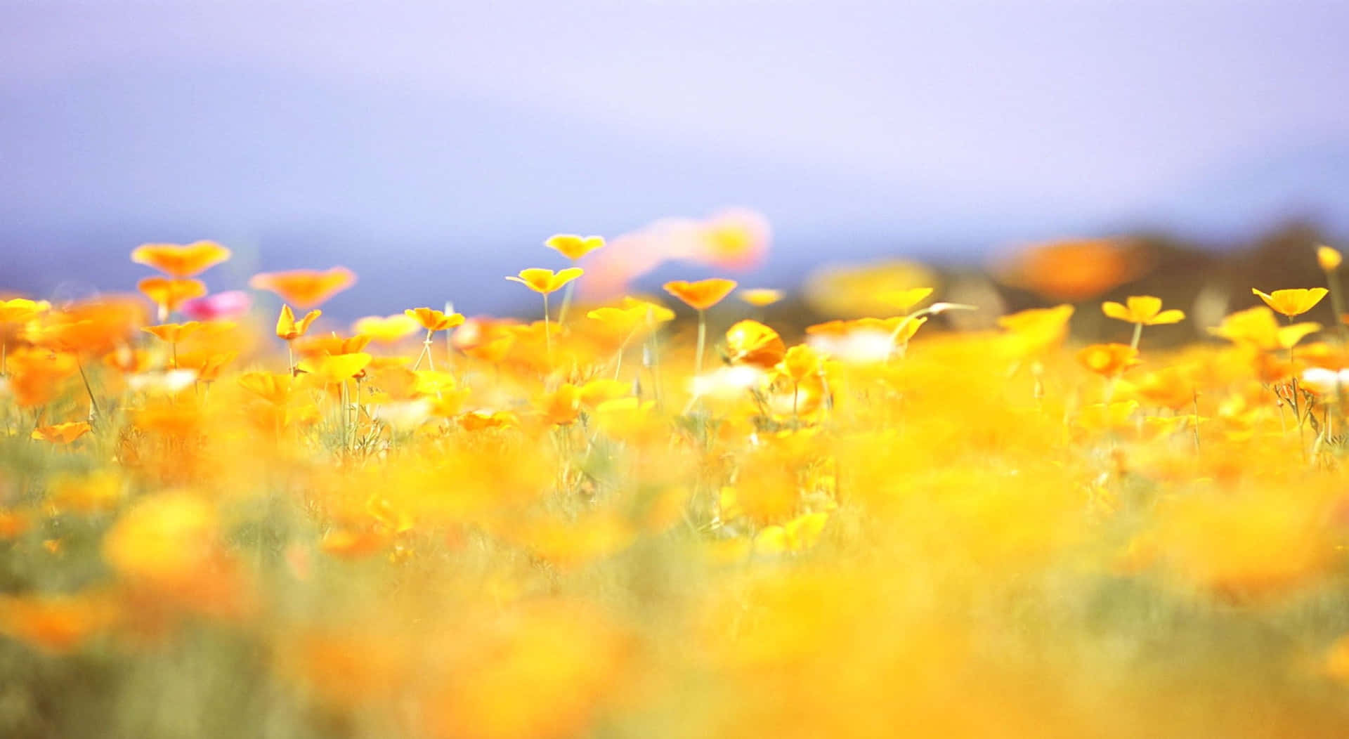 Vibrant Yellow Summer Landscape Wallpaper