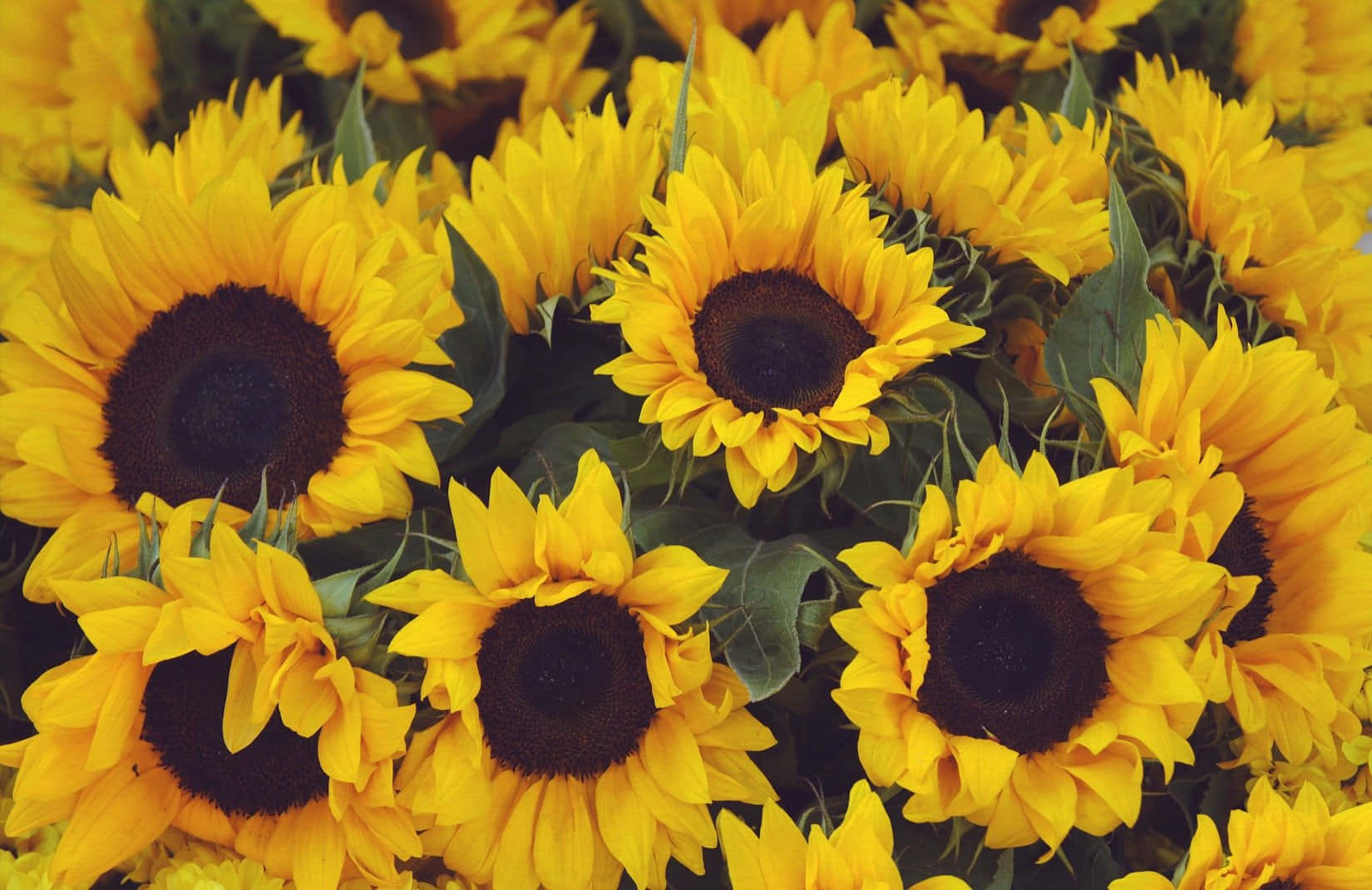 A bright and cheerful yellow sunflower basking in the sunlight Wallpaper