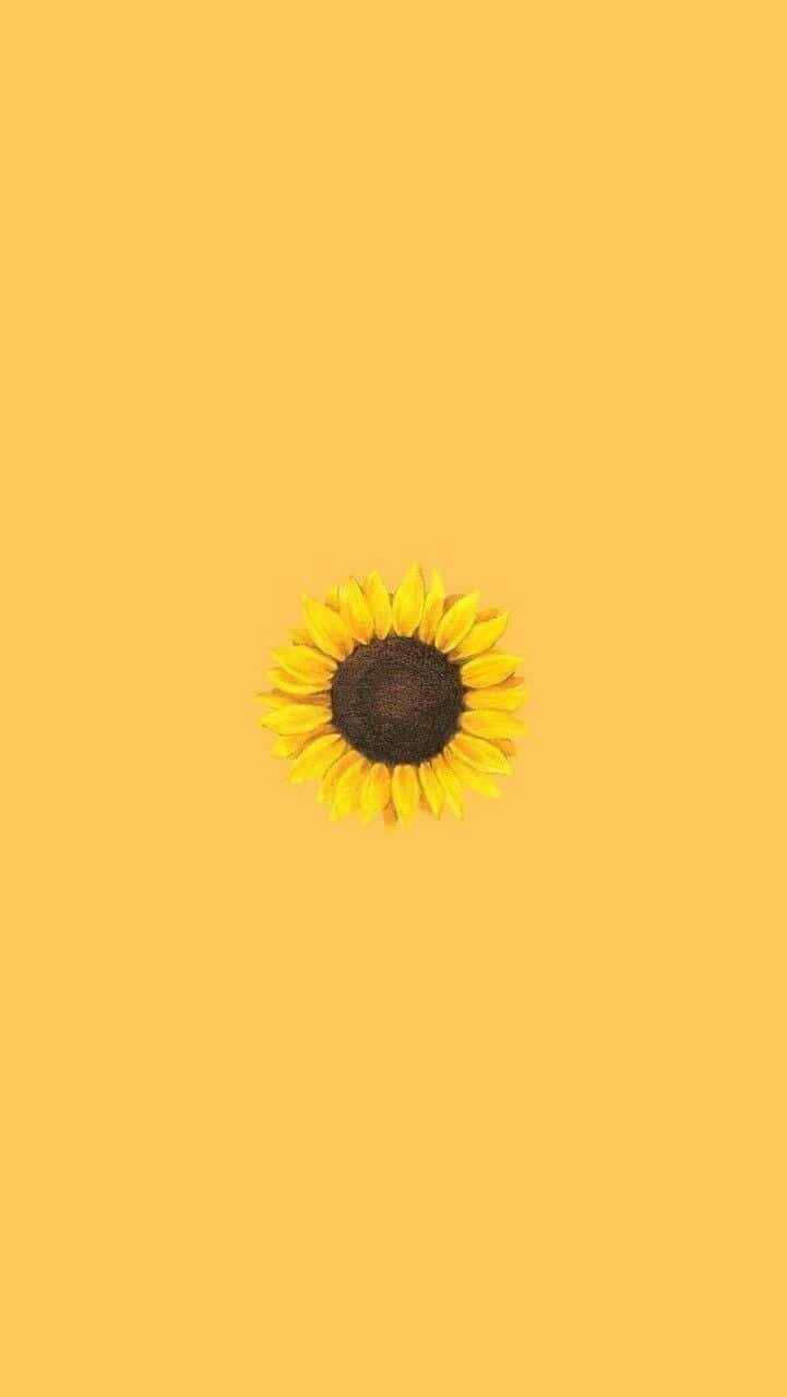 A Sunflower On A Yellow Background Wallpaper