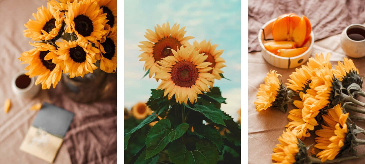 A vibrant yellow sunflower encapsulating a field of summery yellow hues. Wallpaper