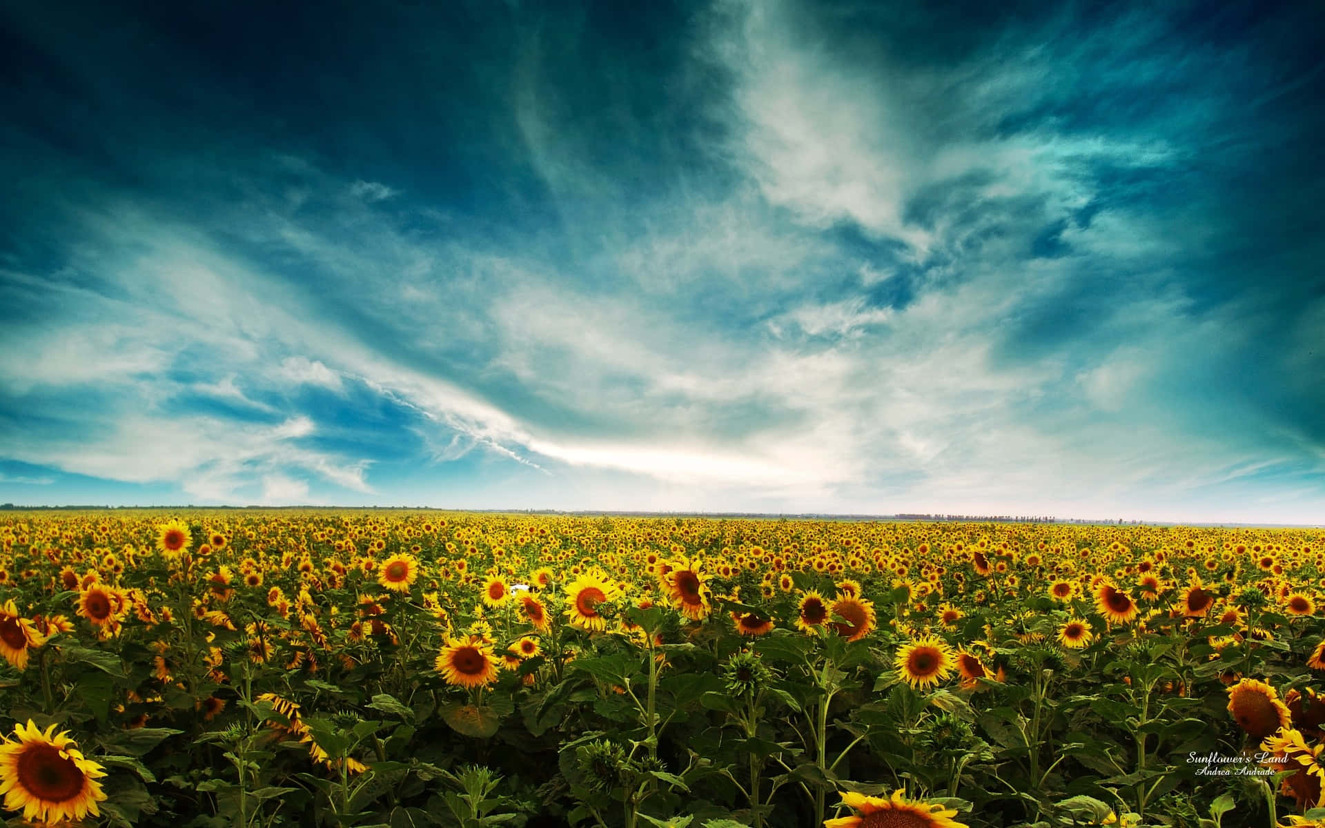 "A bright, yellow sunflower on a sunny day." Wallpaper