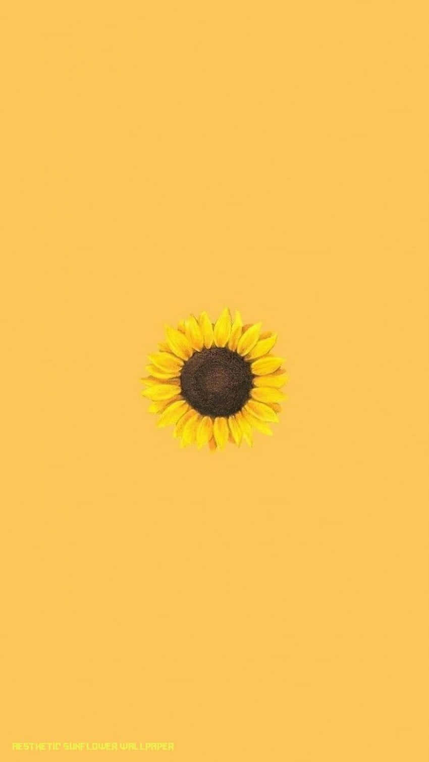 Eineschöne Gelbe Sonnenblume Auf Einem Lebendigen Blauen Himmelhintergrund. Wallpaper