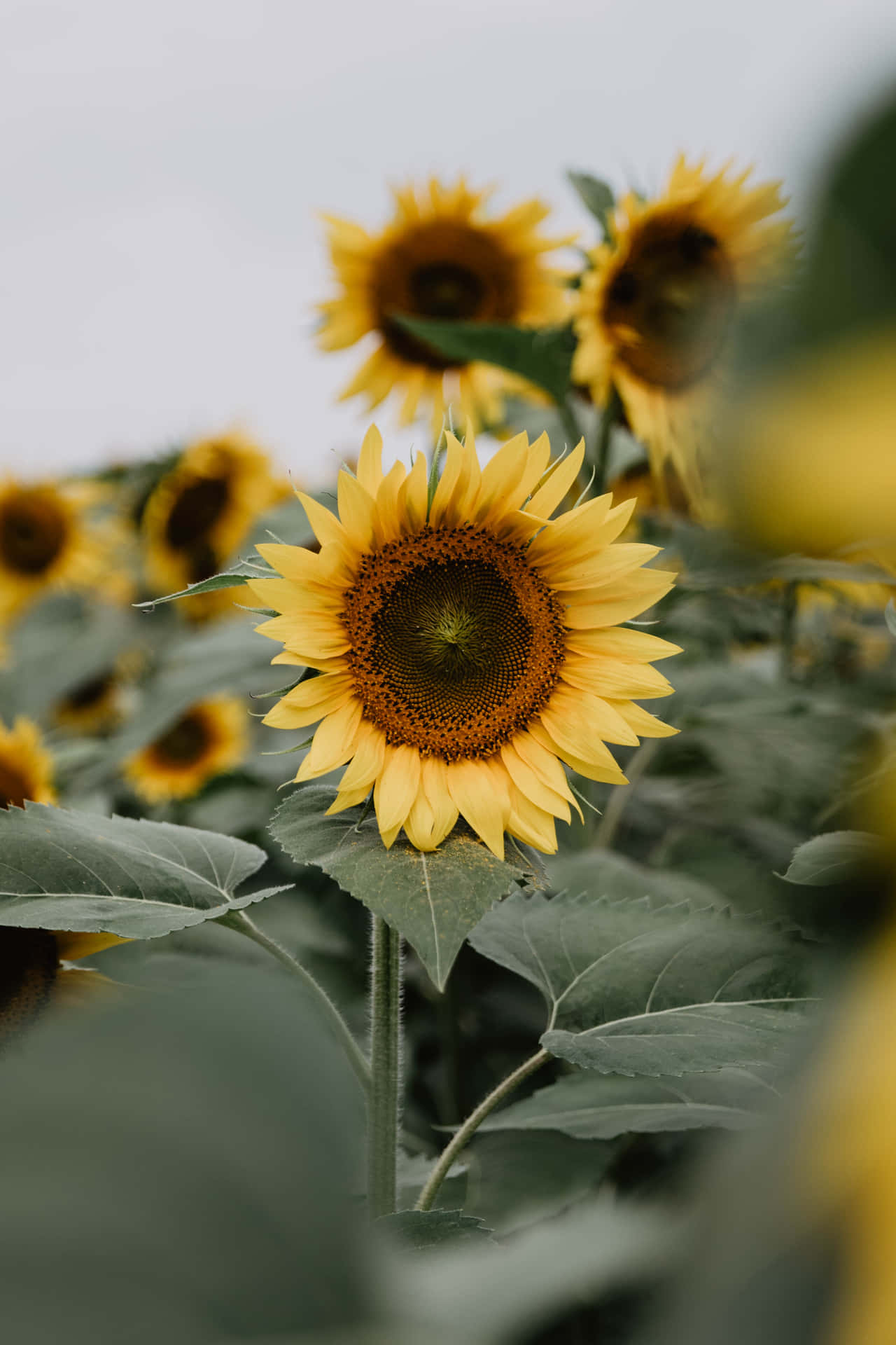 Bright and cheery yellow sunflowers are a welcome sight of summer. Wallpaper