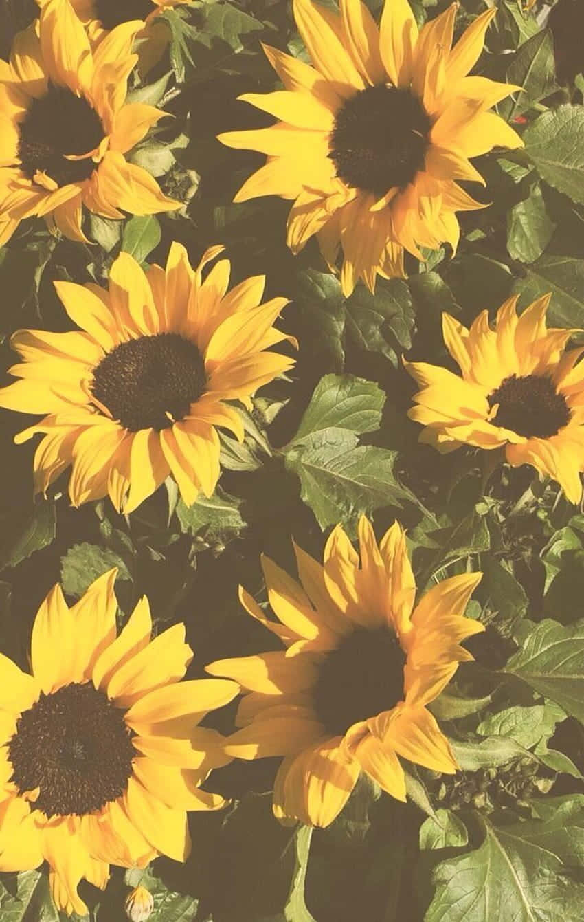 Verschöneredeinen Tag Mit Einem Strauß Fröhlicher Gelber Sonnenblumen. Wallpaper