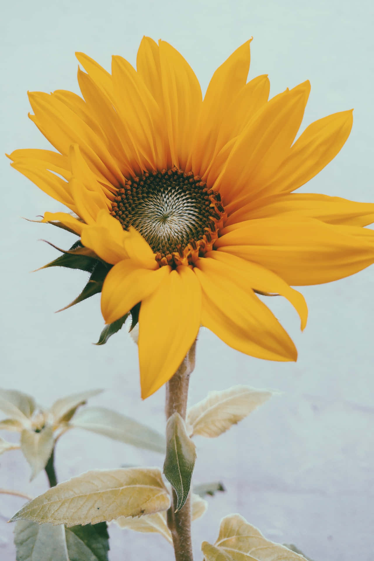 “Bask in the sunshine of this bright yellow sunflower.” Wallpaper