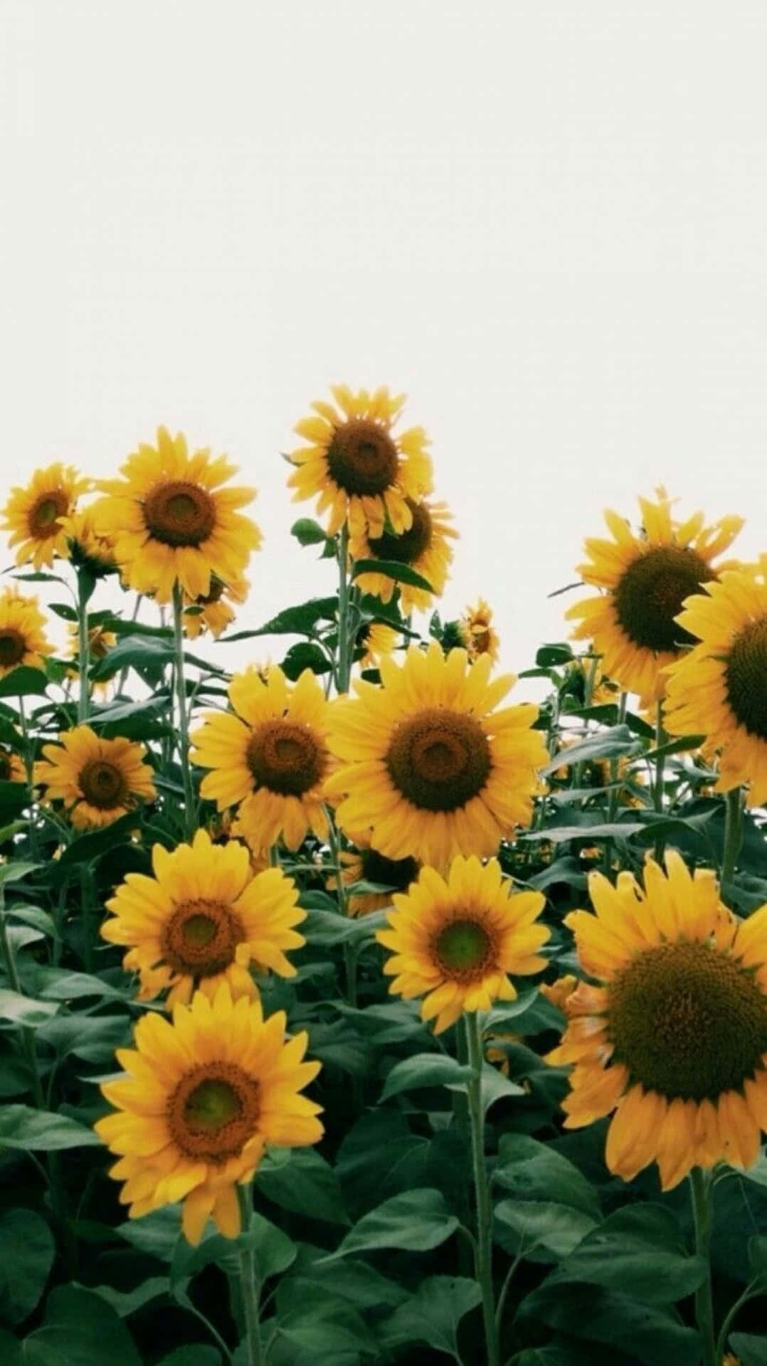Sunflowers In A Field With A White Background Wallpaper