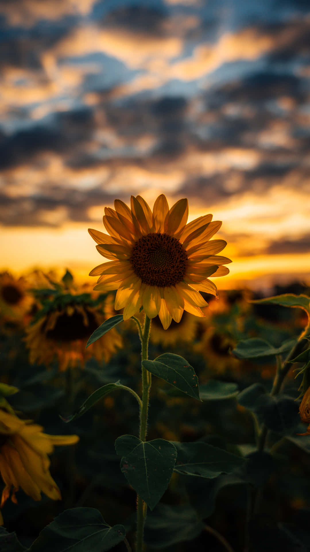 Sunflowers At Sunset By Savannah Mcdonald Wallpaper