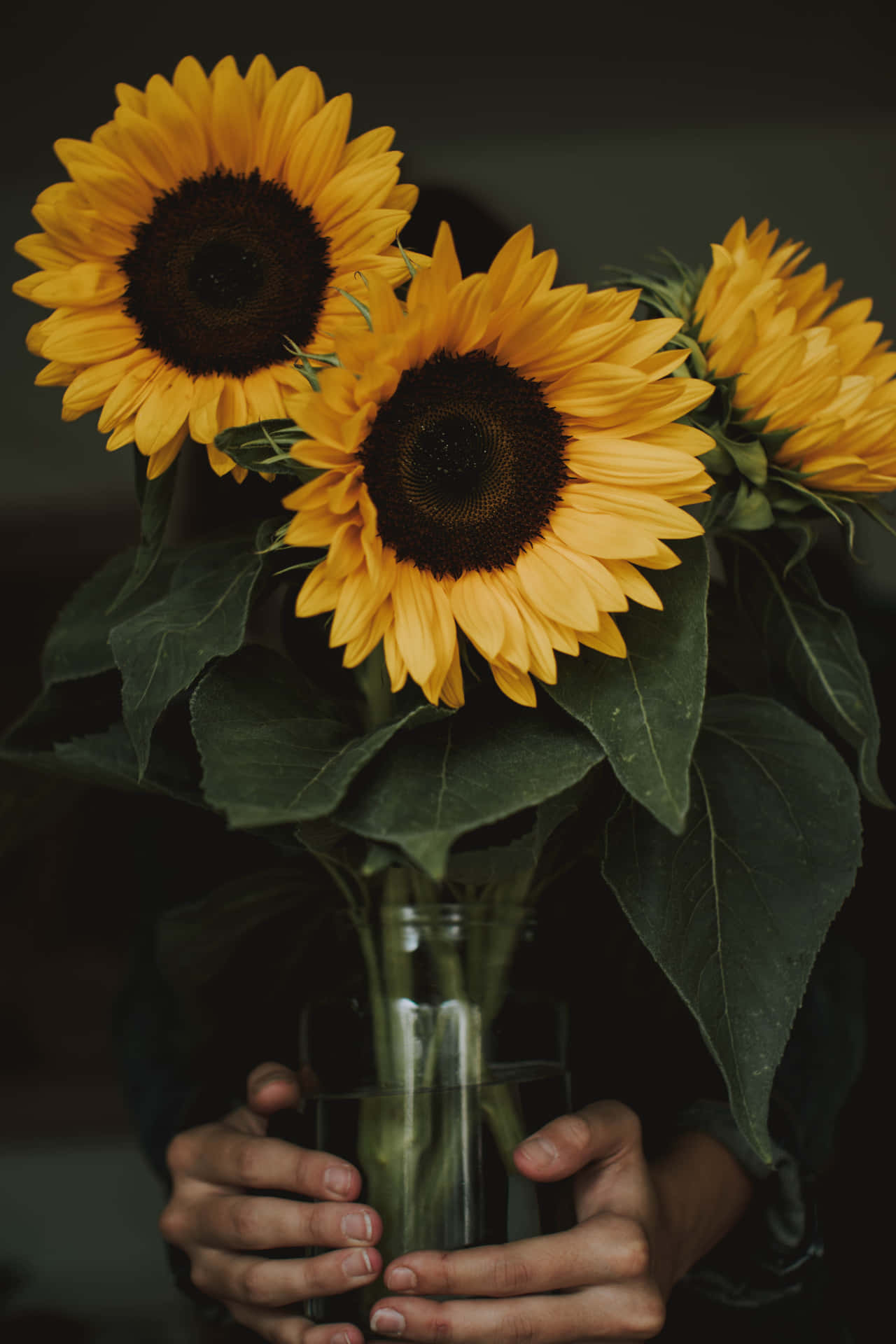 ____ A bright yellow sunflower standing against a backdrop of greenery in bloom Wallpaper