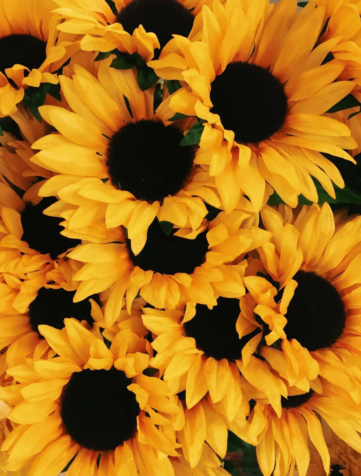 A bright yellow sunflower with a soft, bright aesthetic Wallpaper