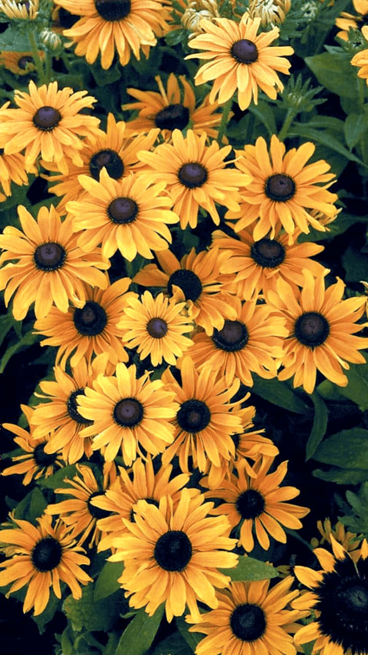 Admire the bright, cheerful beauty of a golden sunflower Wallpaper