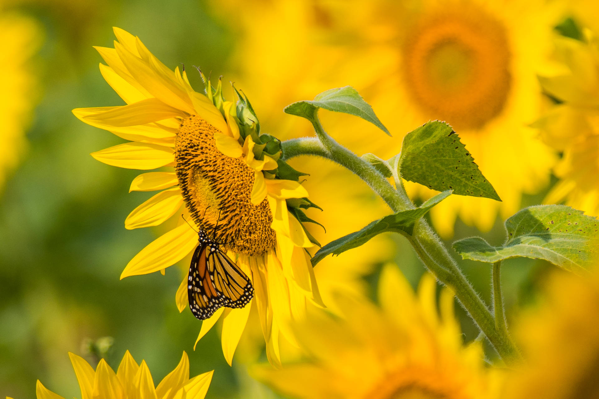 Yellow Sunflower And Butterfly In Summer Background