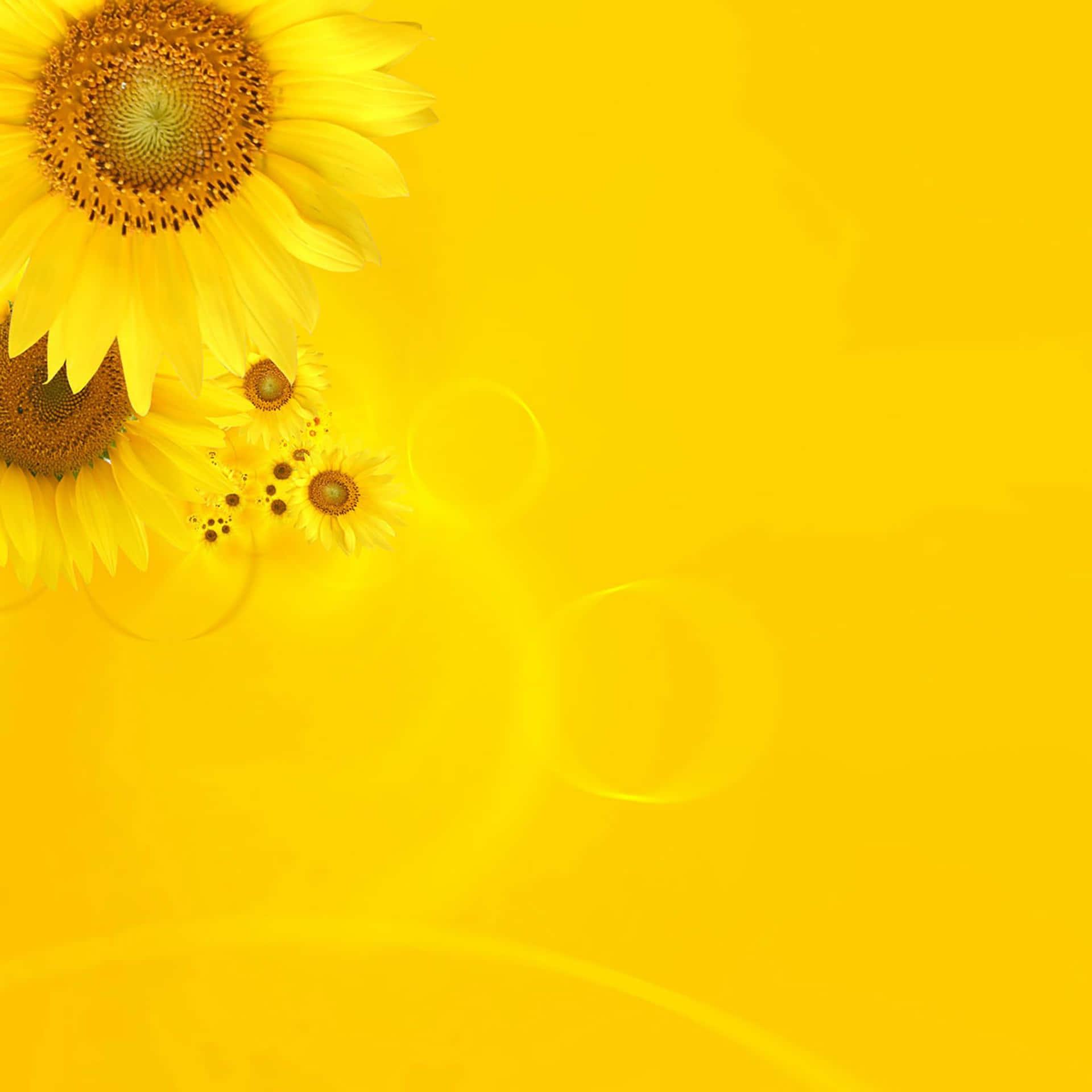 Yellow Sunflower Ipad Wallpaper